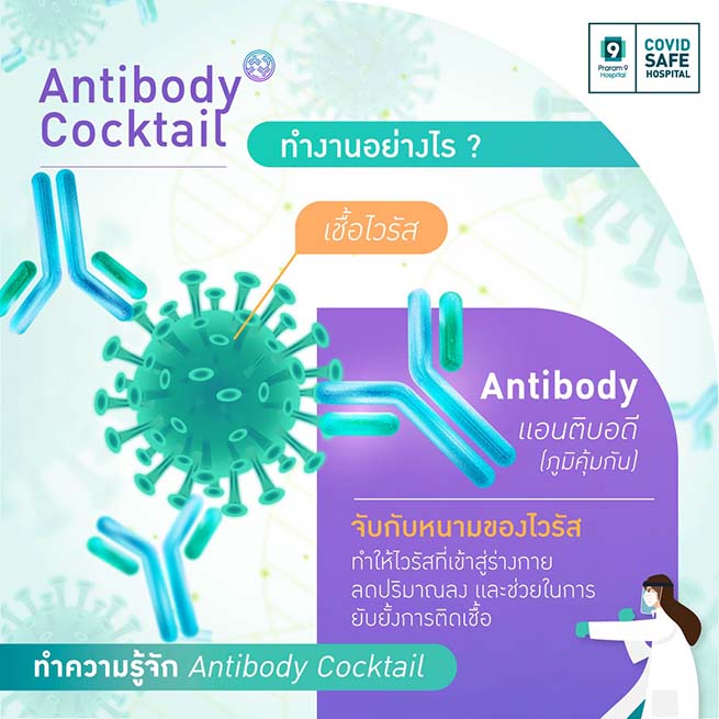 ยา antibody cocktail ทำงานอย่างไร