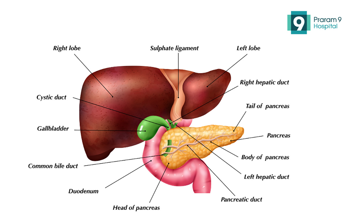 liver, pancreas and gallbladder